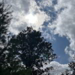 Sun shining through clouds above tall trees with some branches silhouetted against a blue sky.