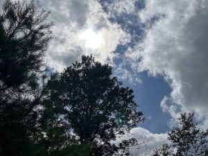 Sun shining through clouds above tall trees with some branches silhouetted against a blue sky.